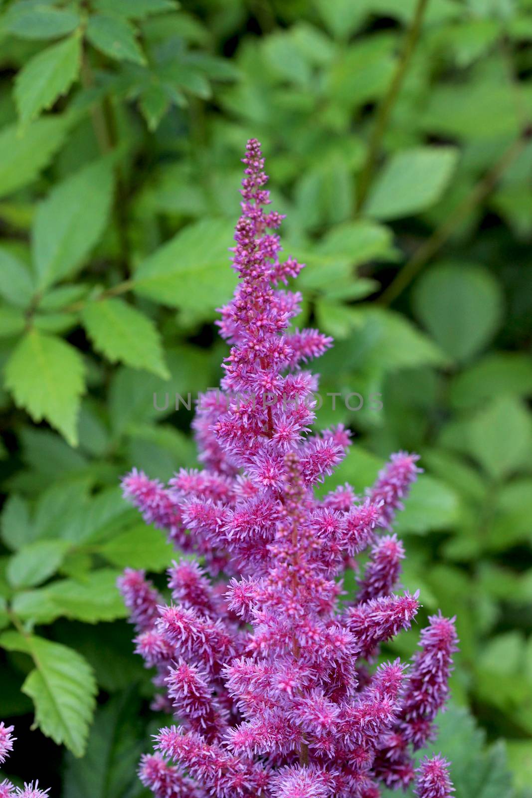 Astilbe is a genus of 18 species of rhizomatous flowering plants, within the family Saxifragaceae, native to mountain ravines and woodland in Asia and North America. Some species are commonly known as false goat's beard and false spirea. These hardy herbaceous perennials are cultivated by gardeners for their large, handsome, often fern-like foliage, and dense, feathery plumes of flowers.