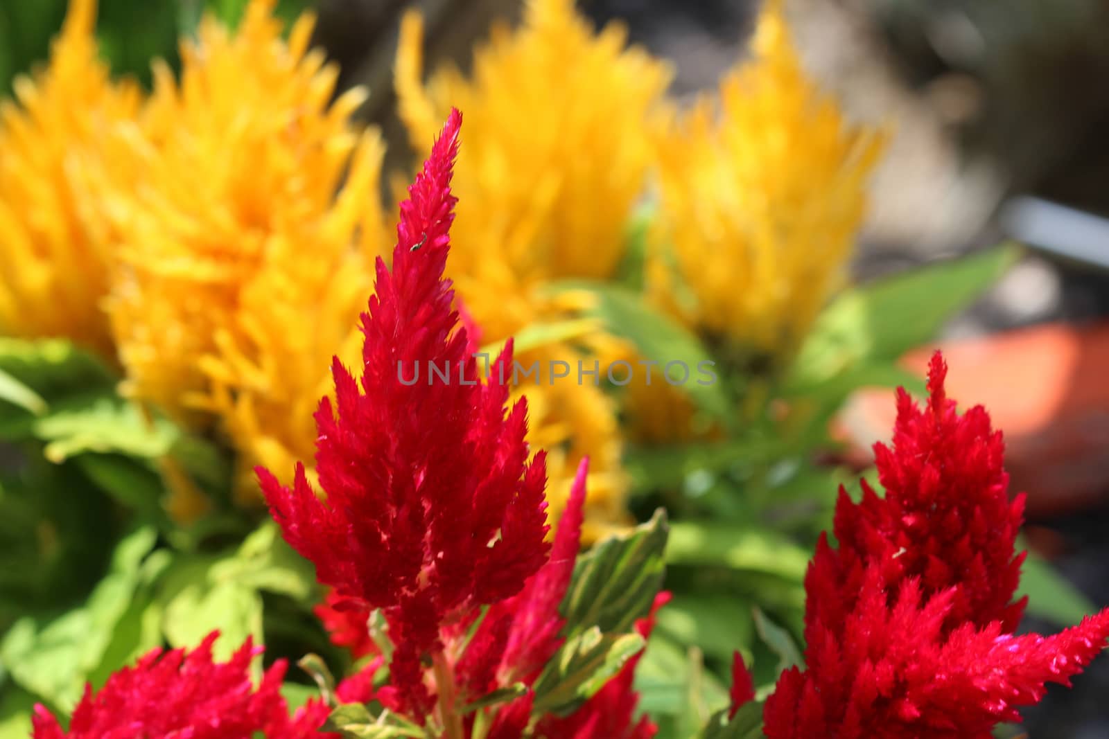 Red and Yellow Celosia Flowers by Catmando