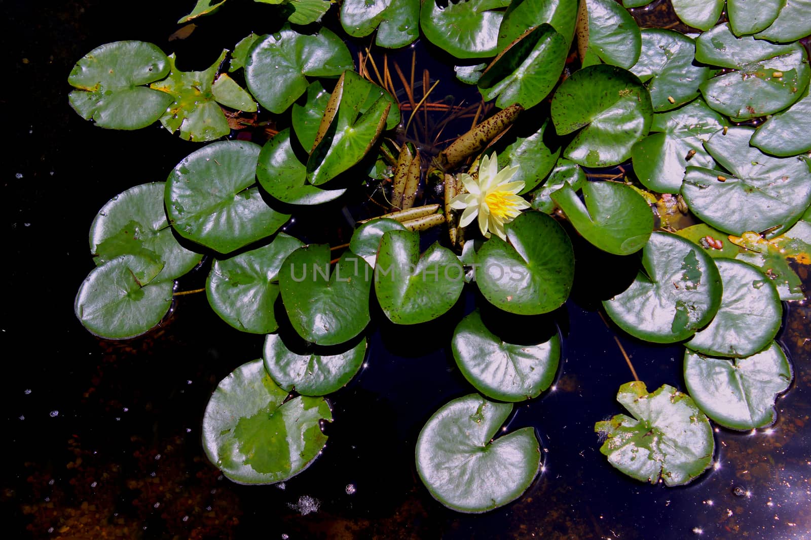 Members of this family are commonly called water lilies and live as rhizomatous aquatic herbs in temperate and tropical climates around the world. The family contains five genera with about 70 known species. Water lilies are rooted in soil in bodies of water, with leaves and flowers floating on or emergent from the surface. 