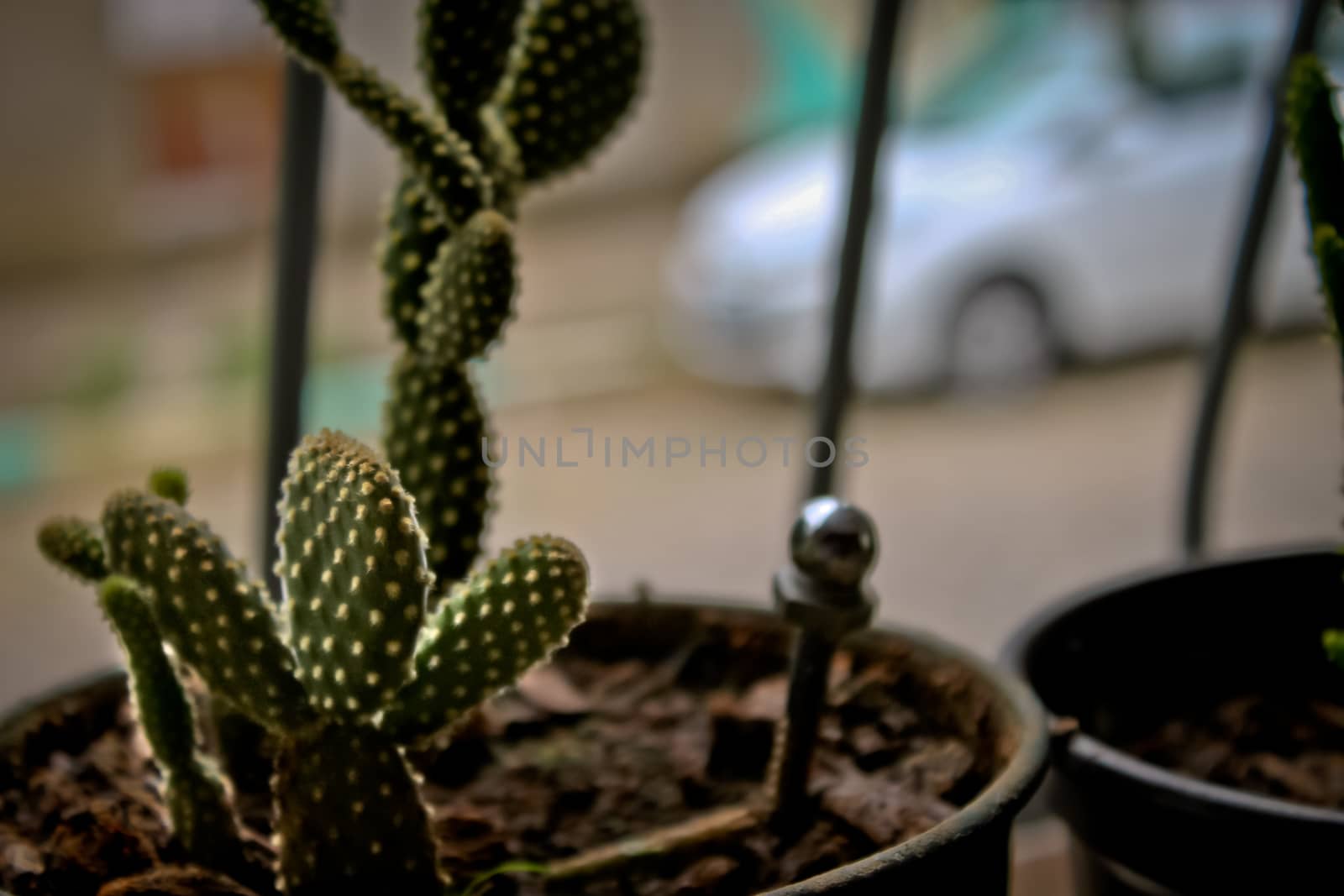 Cactus in a plantpot
