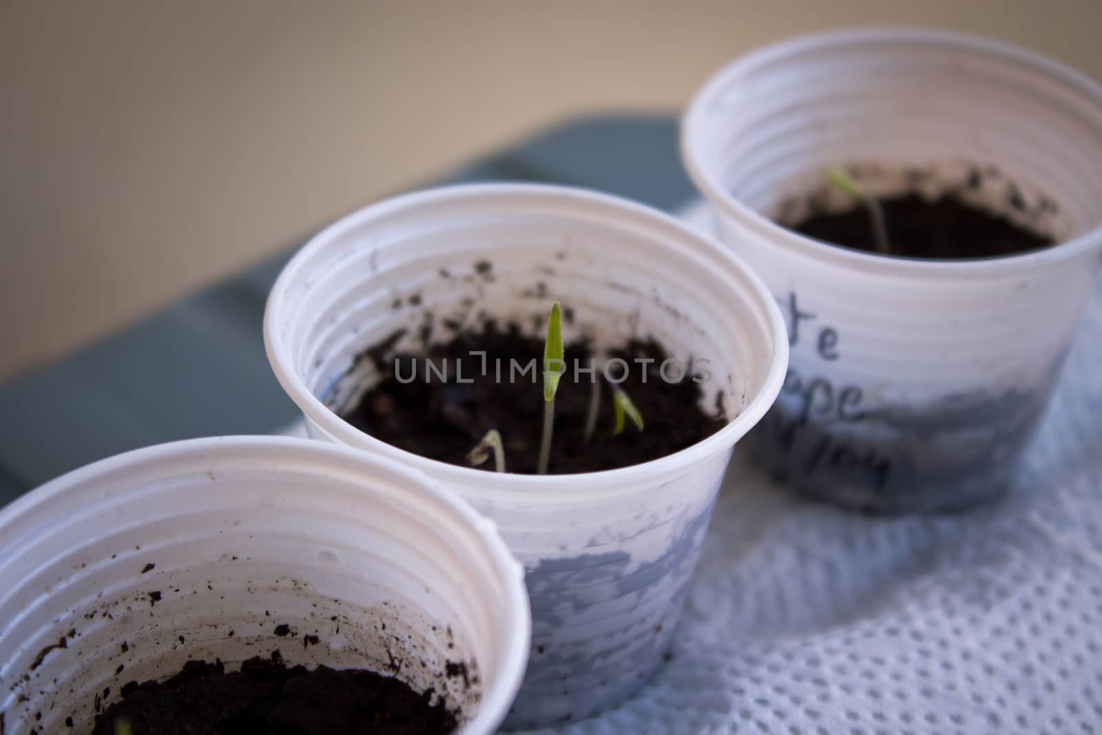 Tomato seedling cultivated at home