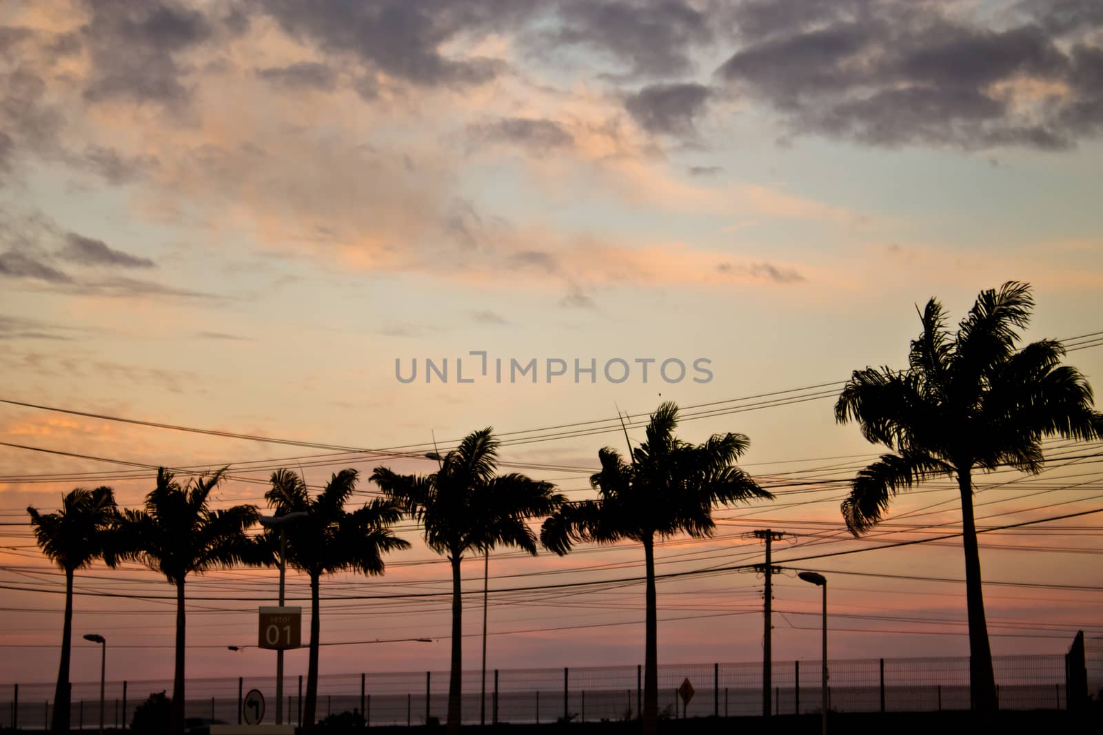 Palm trees at the sunset