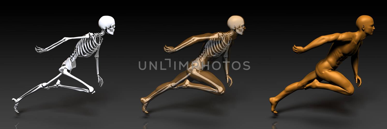 3D Concept of Human Male Body and Skeleton Art