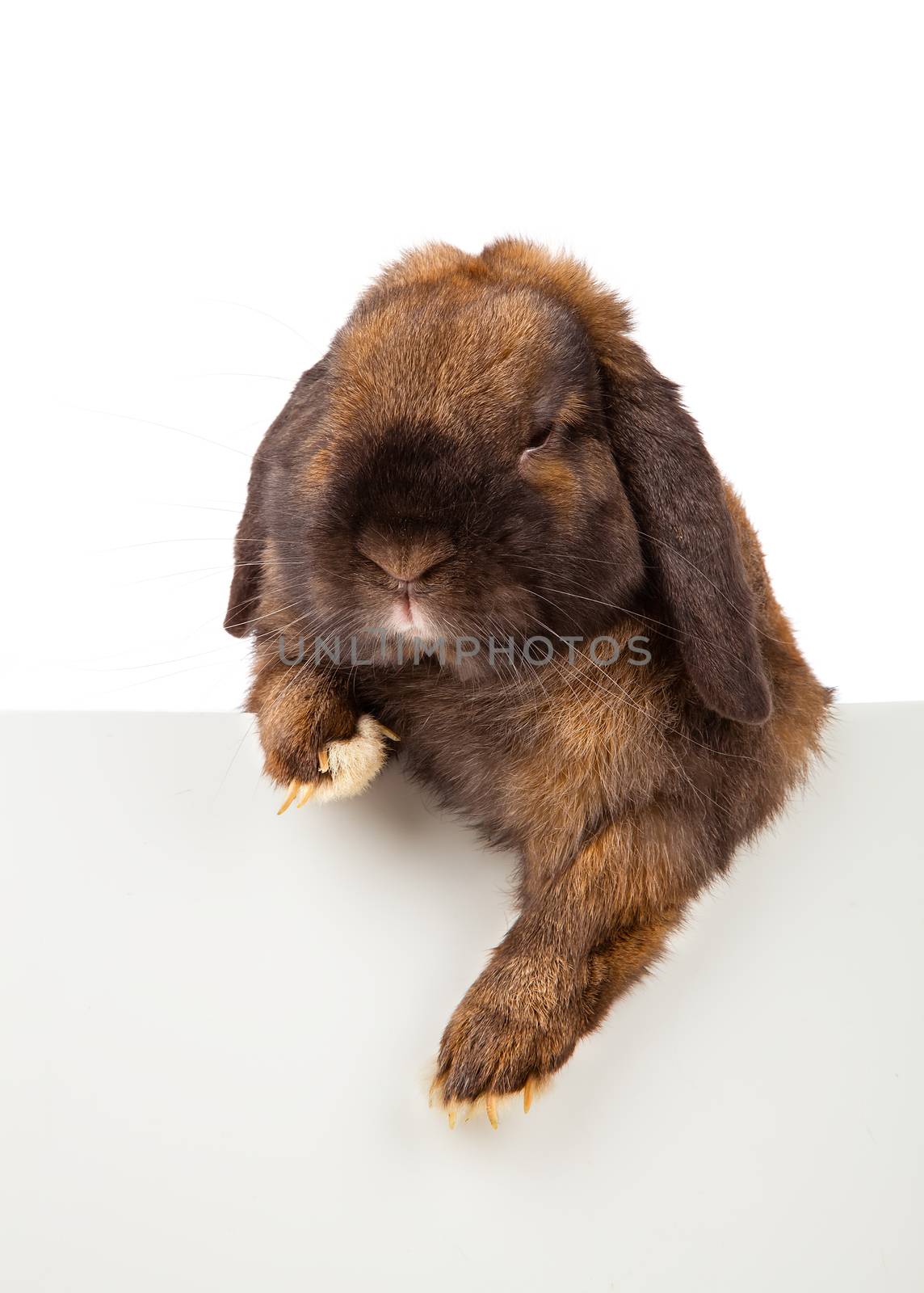 rabbit with sheet for a text writing