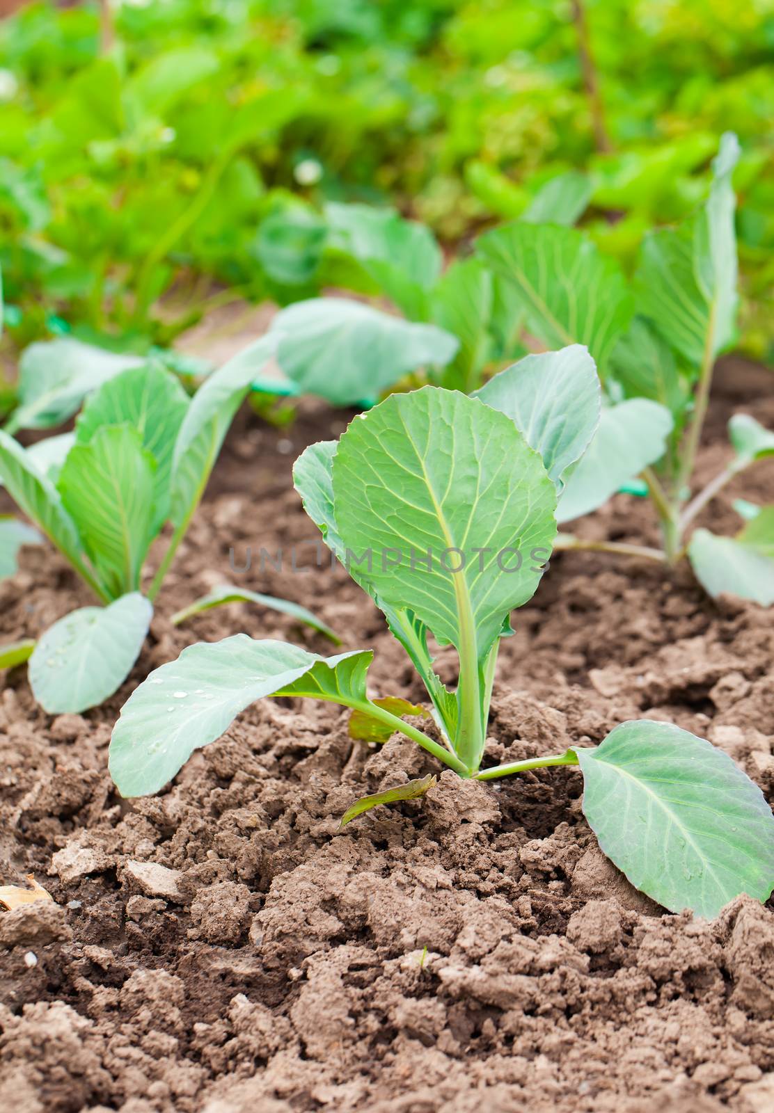 planting cabbage seedling in the vegetable garden by motorolka