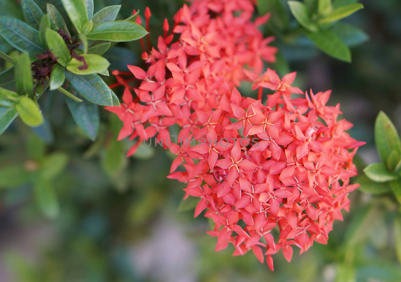 Red flower spike is blooming on tree in the morning.