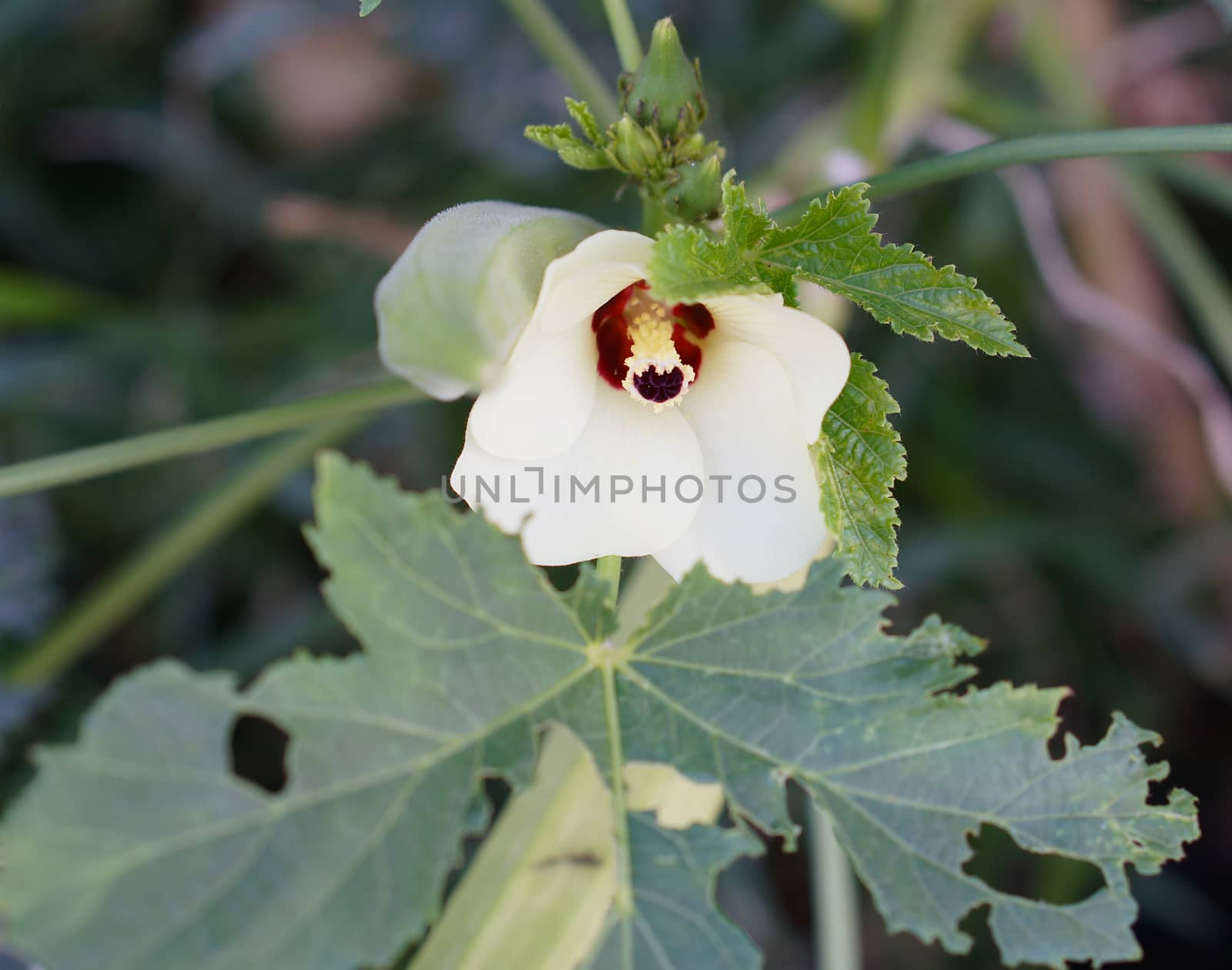 Okra or lady's finger plant blooming by ninun