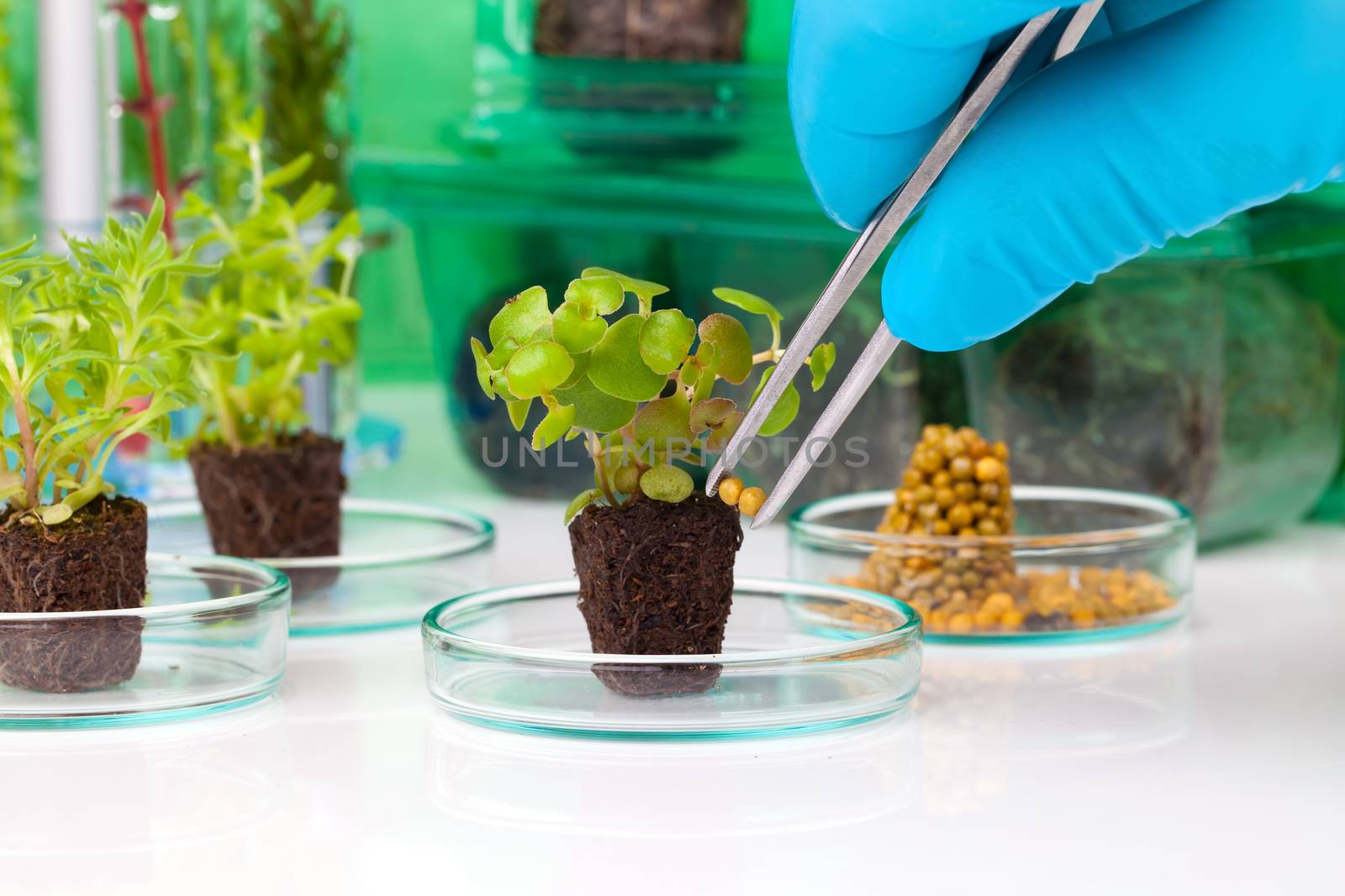 image showing a person's hands in blue rubber glove holding a small leafy plant with tweezers next tn the laboratory