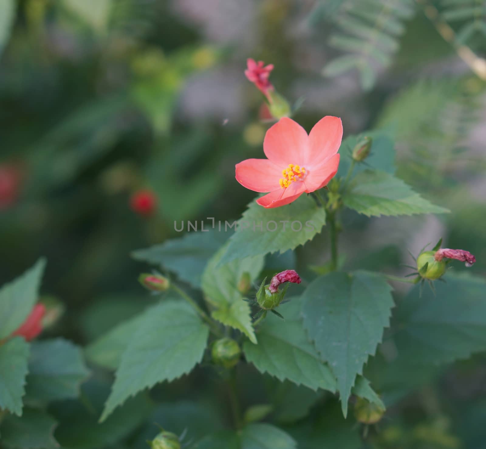 Beautiful orange Hibiscus flower surrounded by green leaves in garden.
