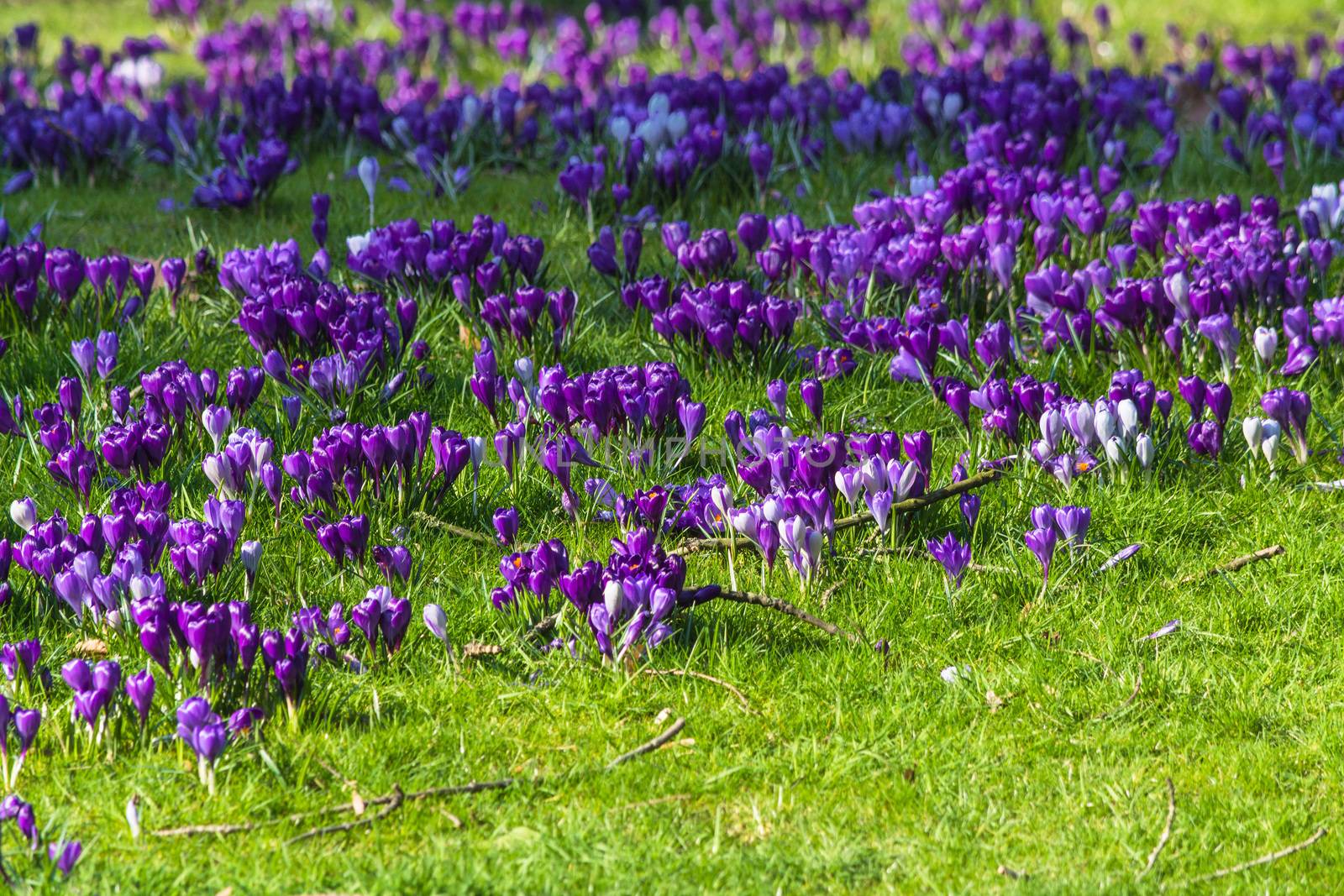 Purple crocuses in spring in a meadow.