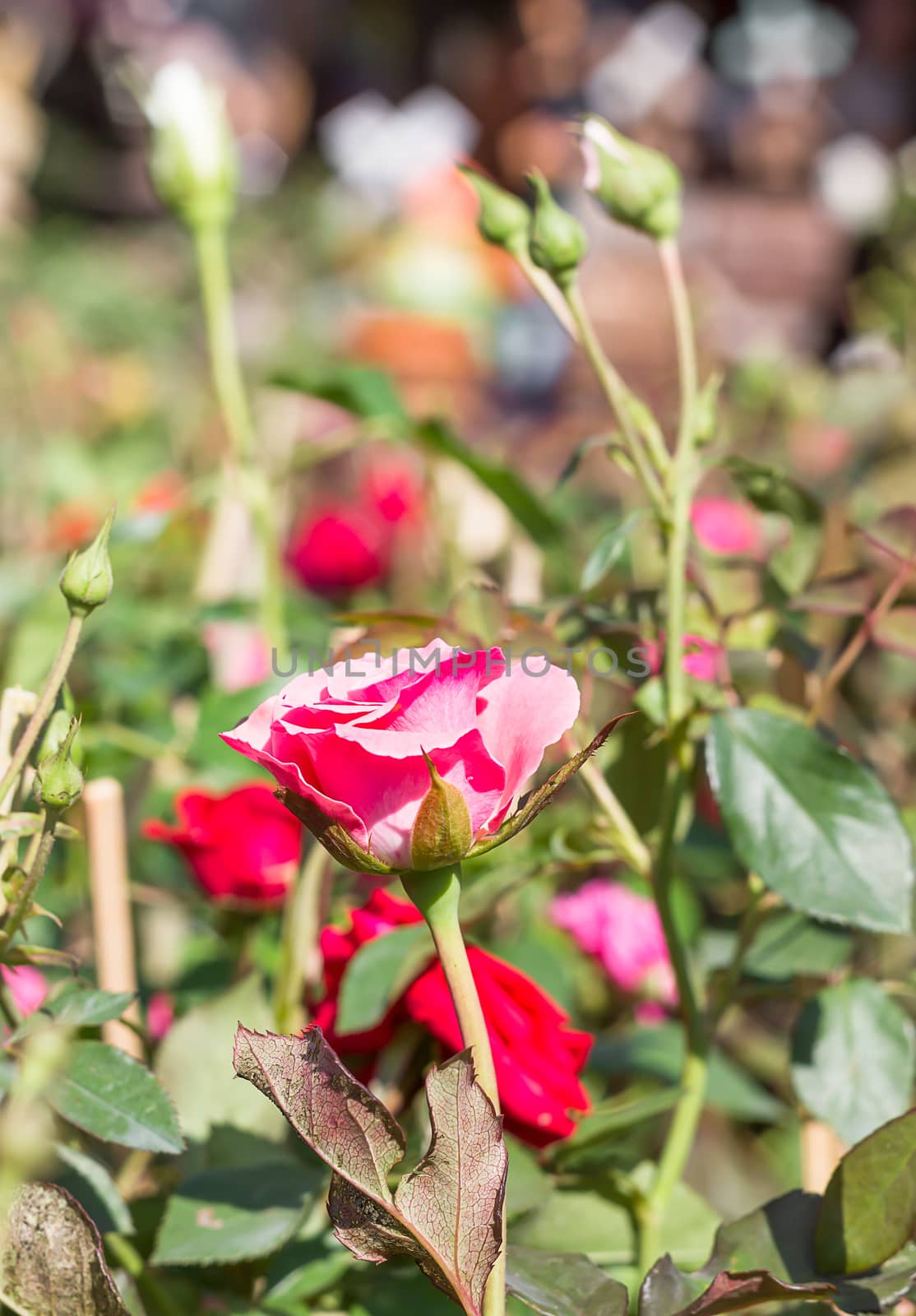 pink roses in garden by stoonn