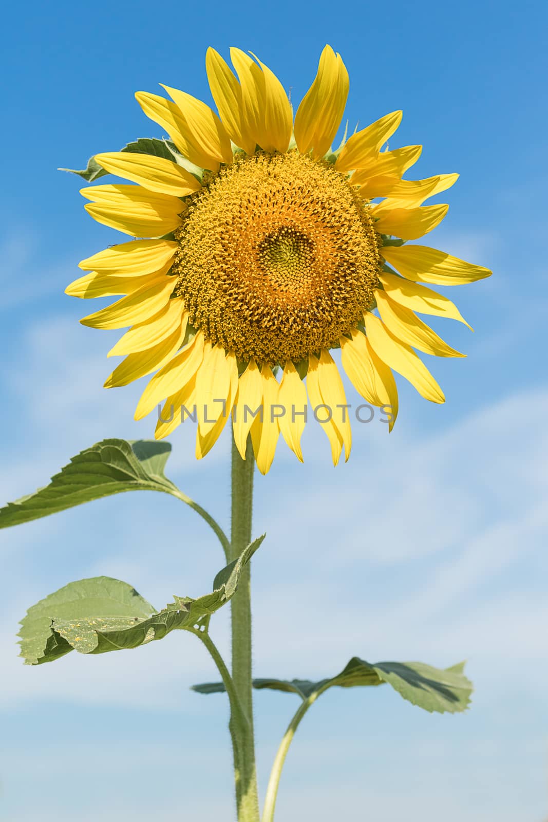 Close up Sunflower growth and blooming agent blue sky