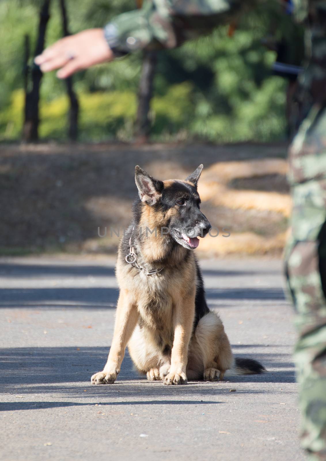 Army Soldier with dog, Training dogs of war