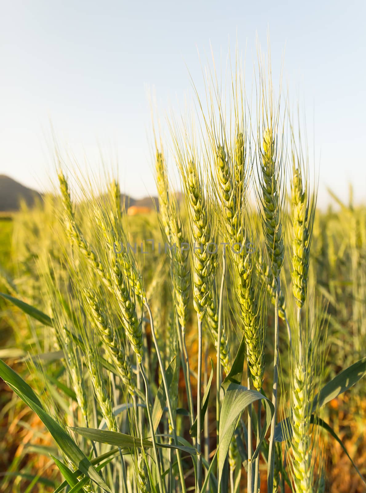  Wheat field in country side by stoonn