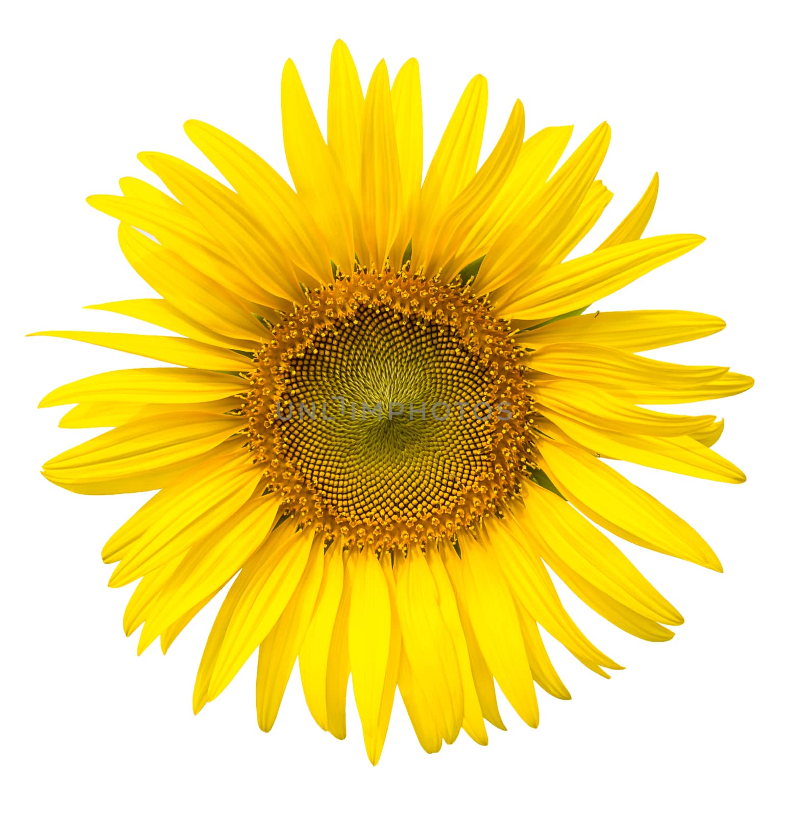 Yellow sunflower petals closeup isolated on write background