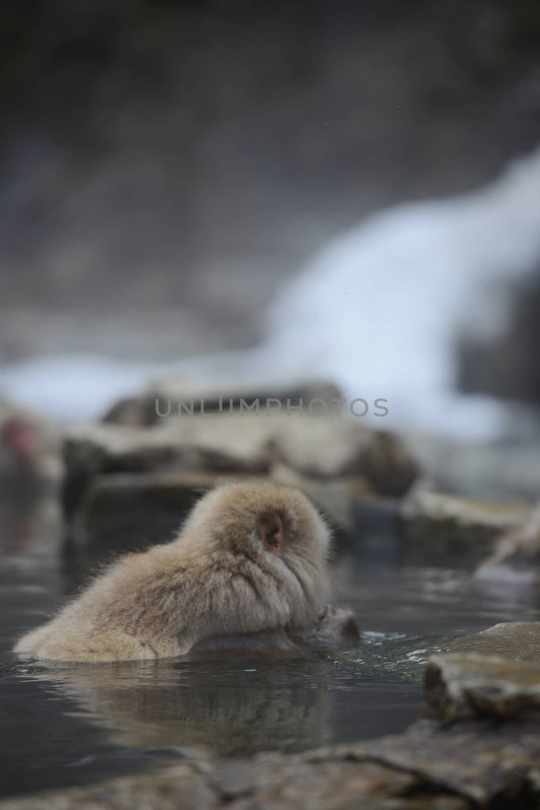 snow monkey with hot springs in nagano