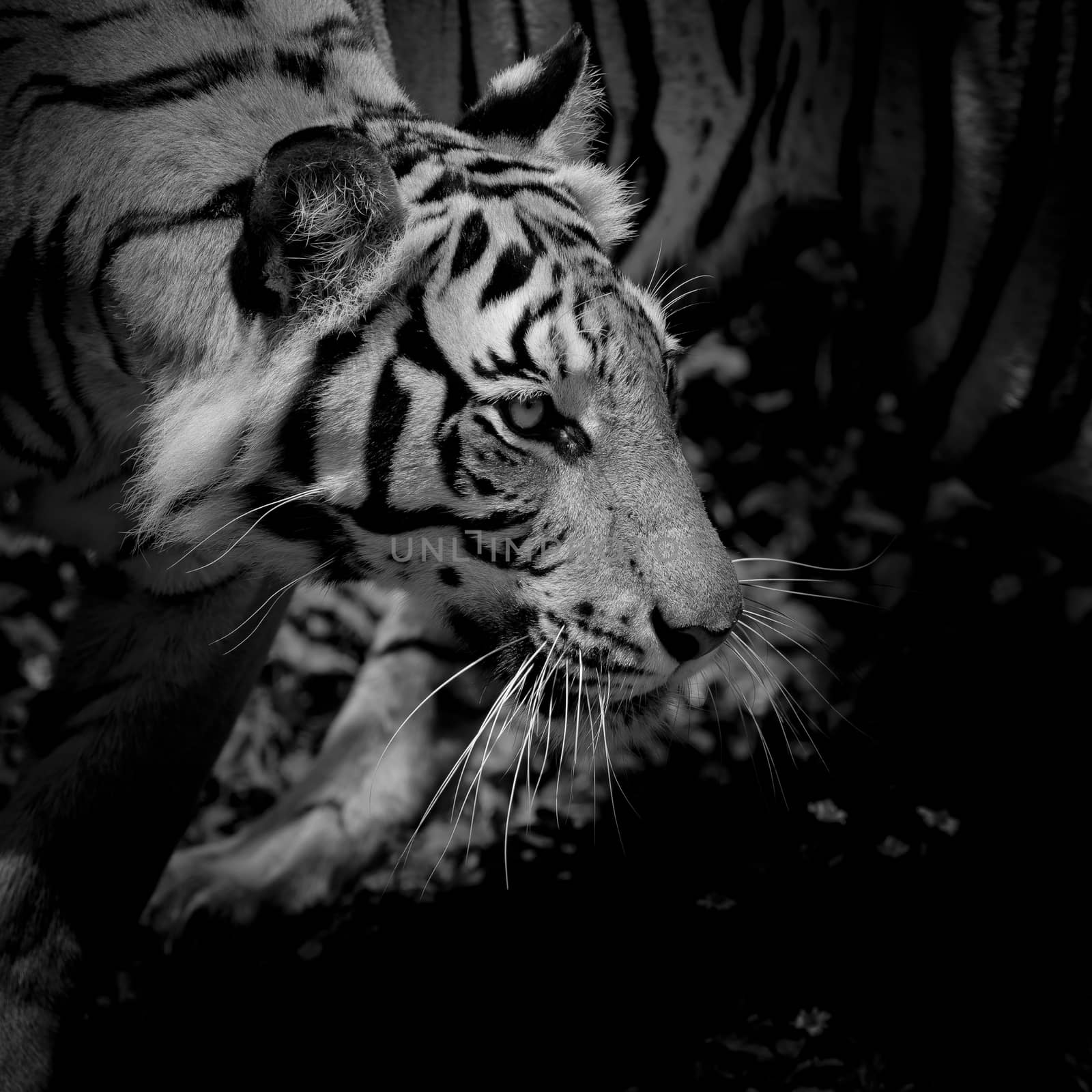 Black & White Beautiful tiger - isolated on black background