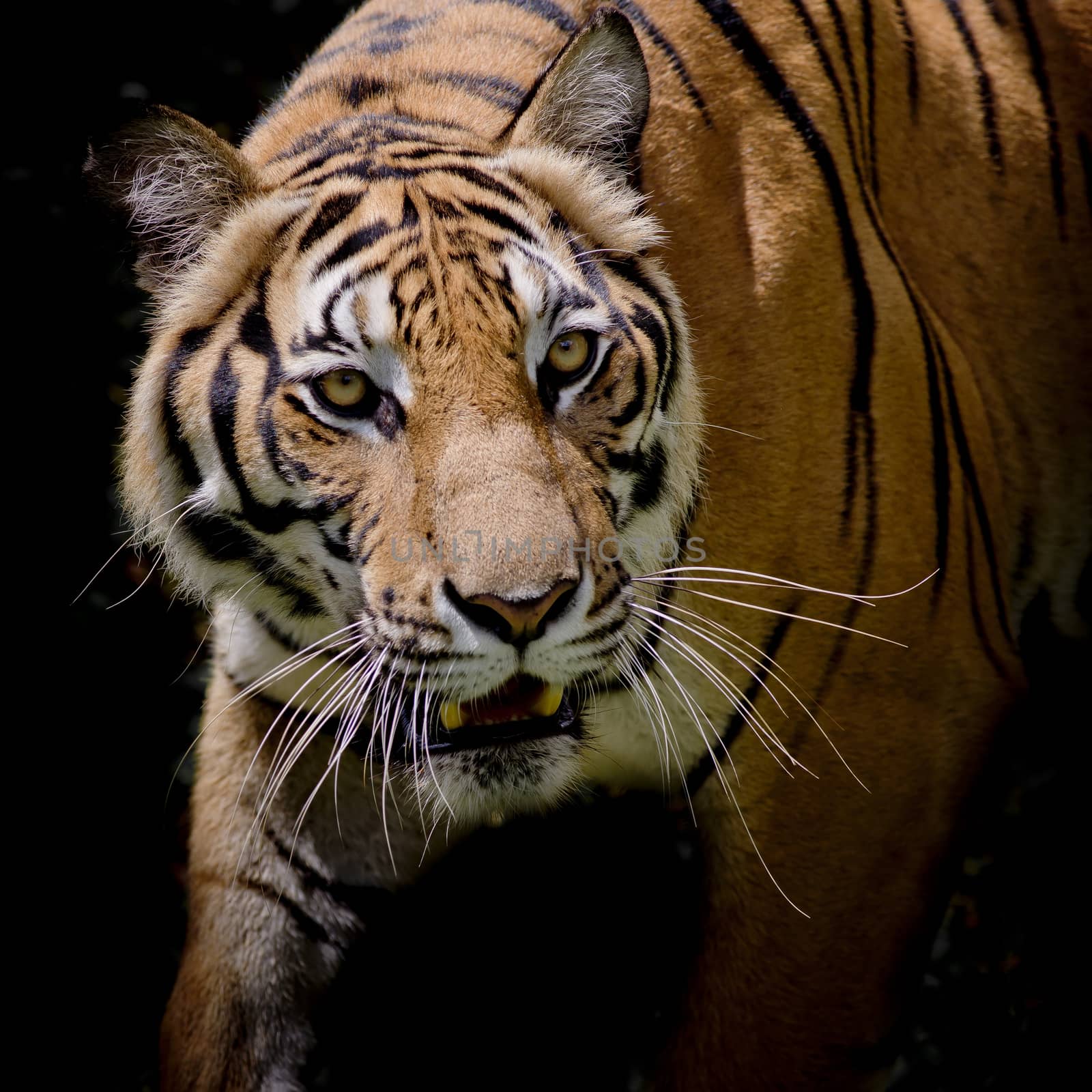 Beautiful tiger walking step by step isolated on black background