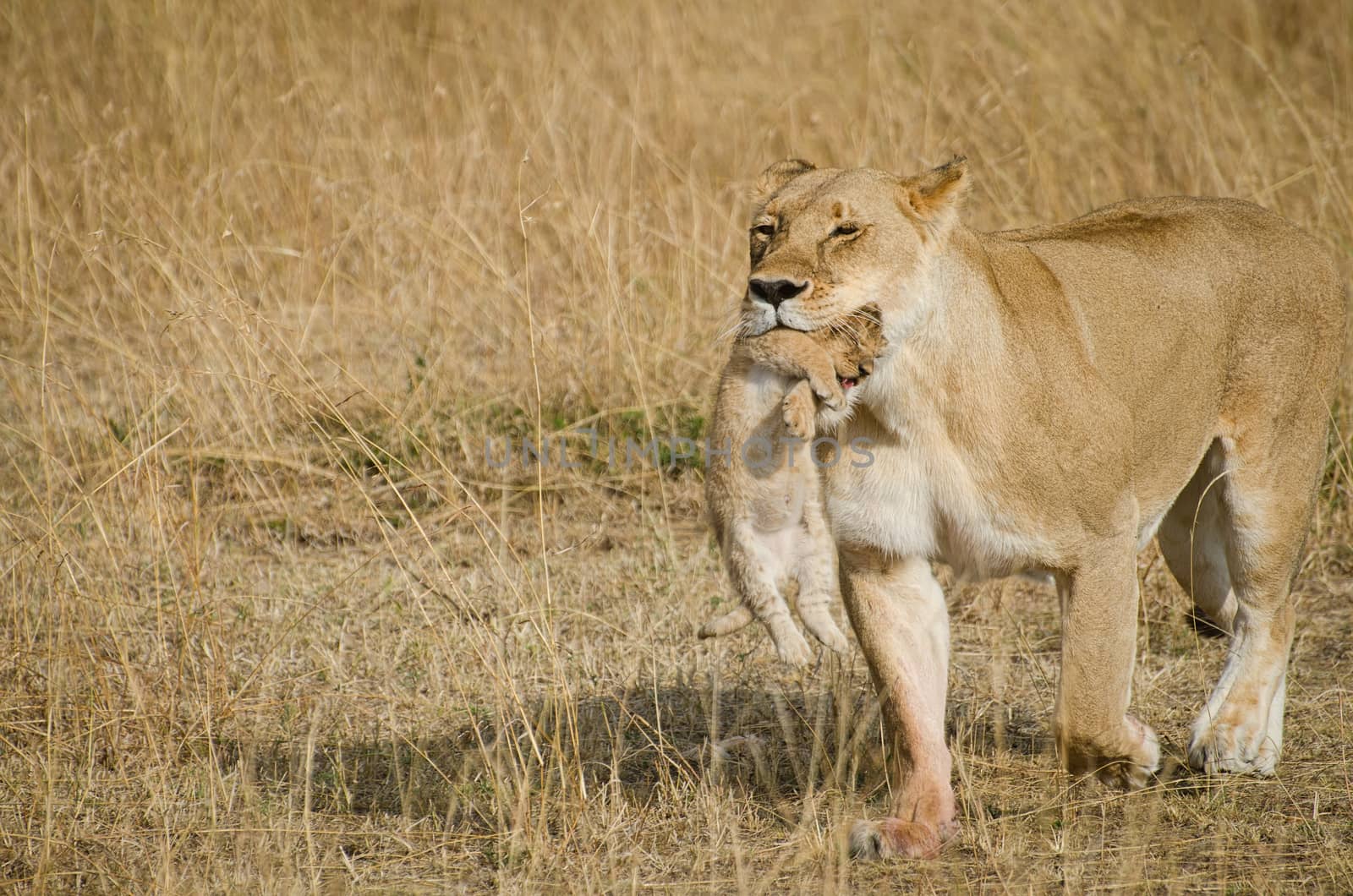 liones carring her cub in the mouth