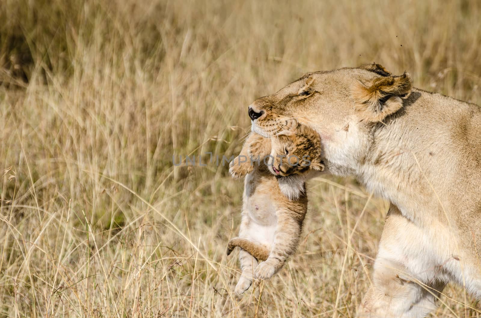 Wild lioness with her 1 week old cub in the mouth, bringim him in a new hiding place