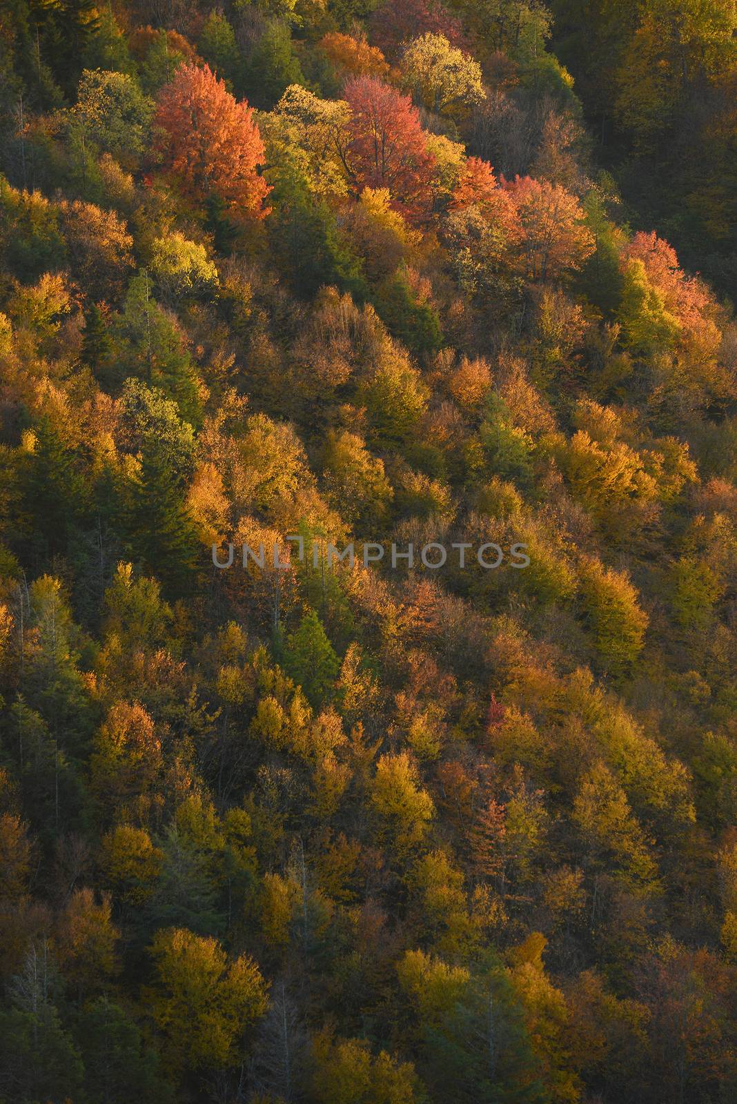 blackwater fall state park in autumn