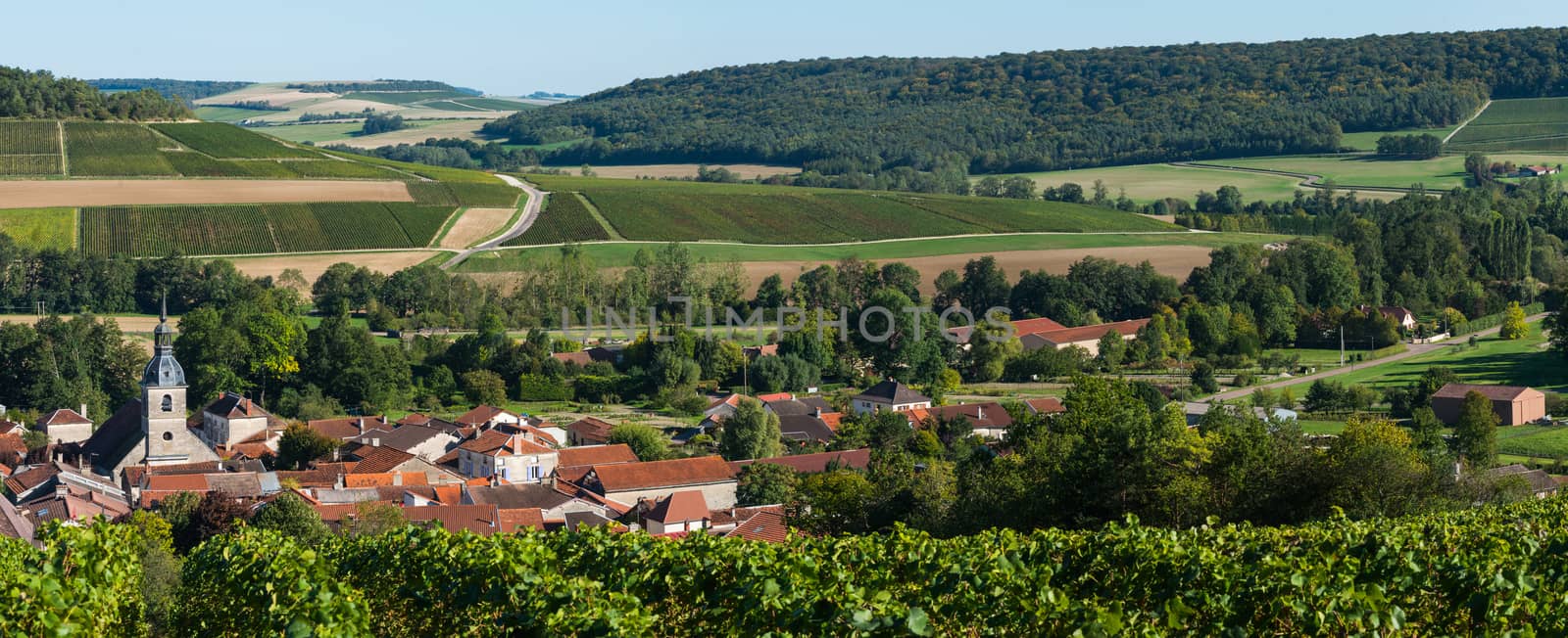Champagne vineyards in the Cote des Bar area of the Aube department near to Arrentieres, Champagne-Ardennes, France, Europe