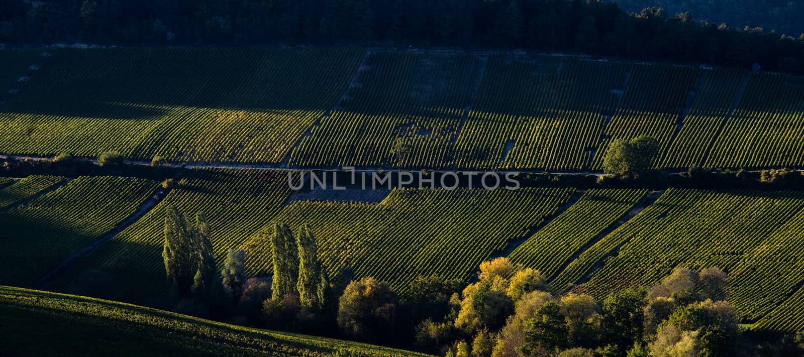 Champagne vineyards in the Cote des Bar area of the Aube department near to Baroville, Champagne-Ardennes, France, Europe