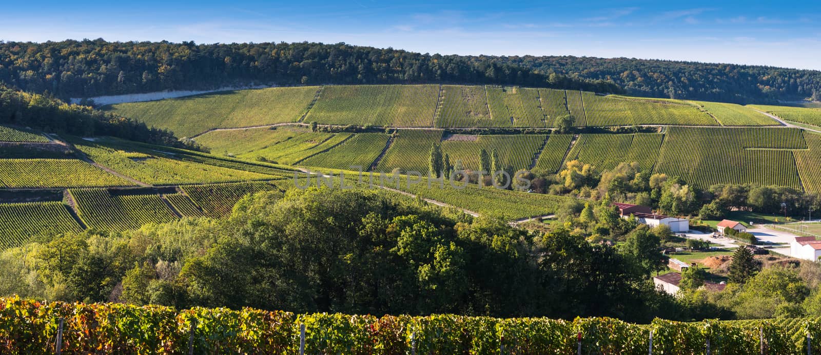 Champagne vineyards in the Cote des Bar area of the Aube department near to Baroville, Champagne-Ardennes, France, Europe