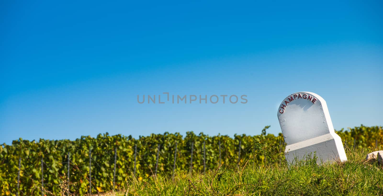 Champagne vineyards in the Cote des Bar area of the Aube department near to Baroville, Champagne-Ardennes, France, Europe