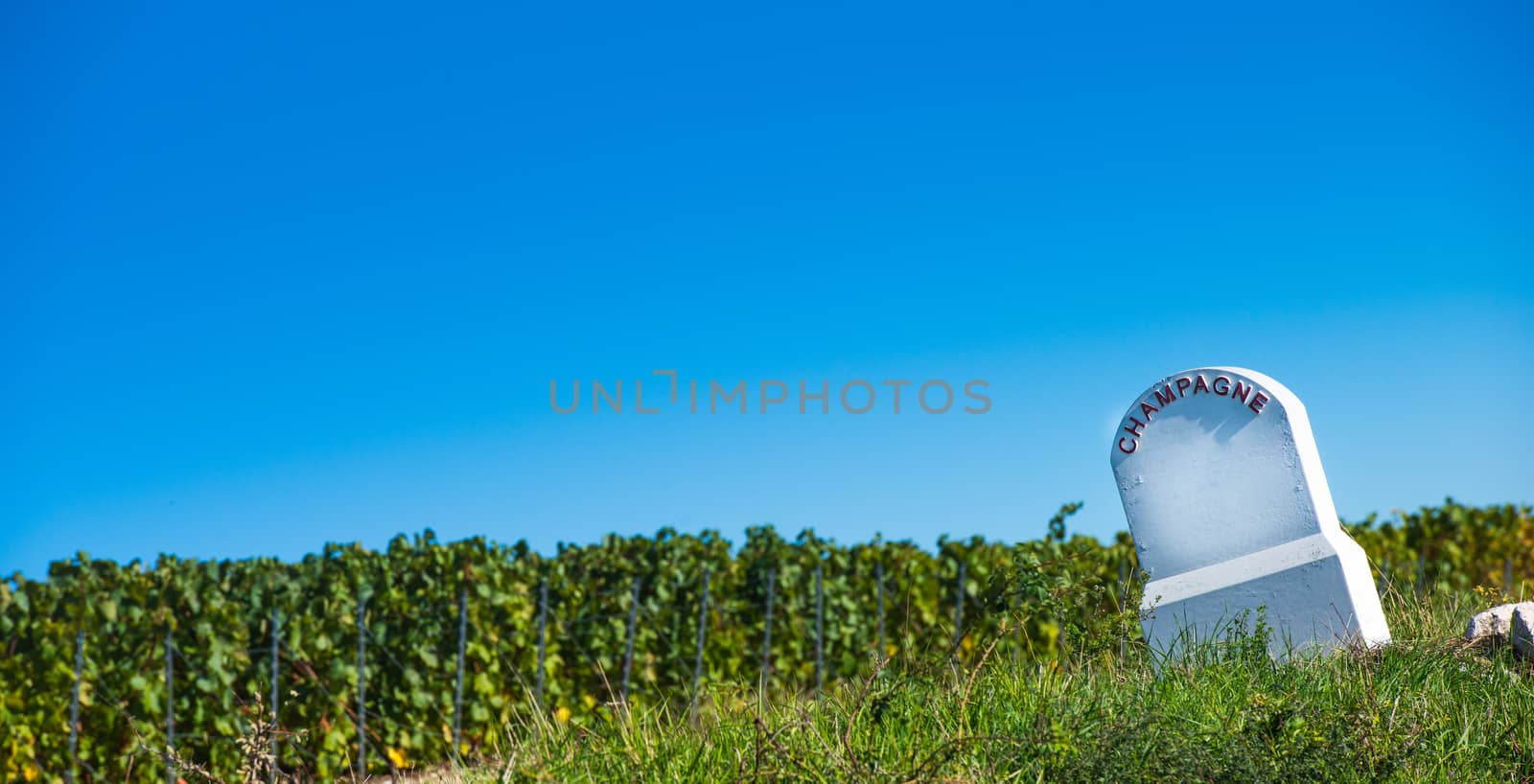 Champagne vineyards in the Cote des Bar area of the Aube department near to Baroville, Champagne-Ardennes, France, Europe