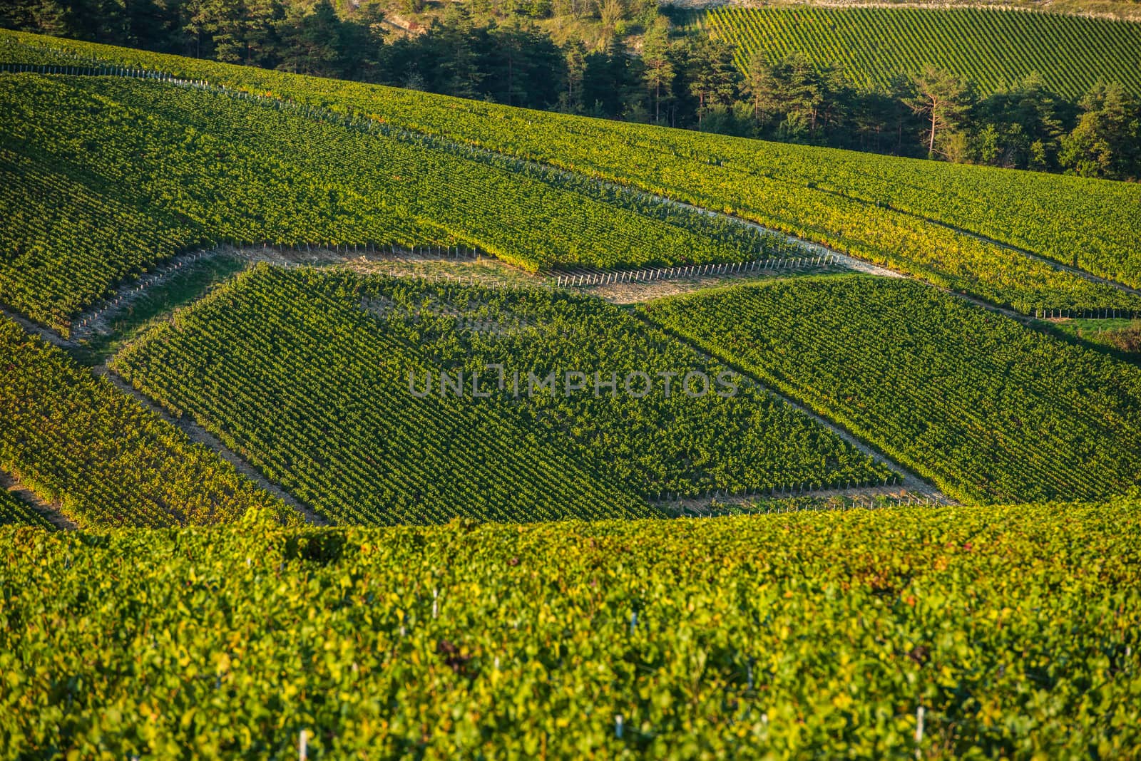 Champagne vineyards in the Cote des Bar area of the Aube department, Champagne-Ardennes, France, Europe