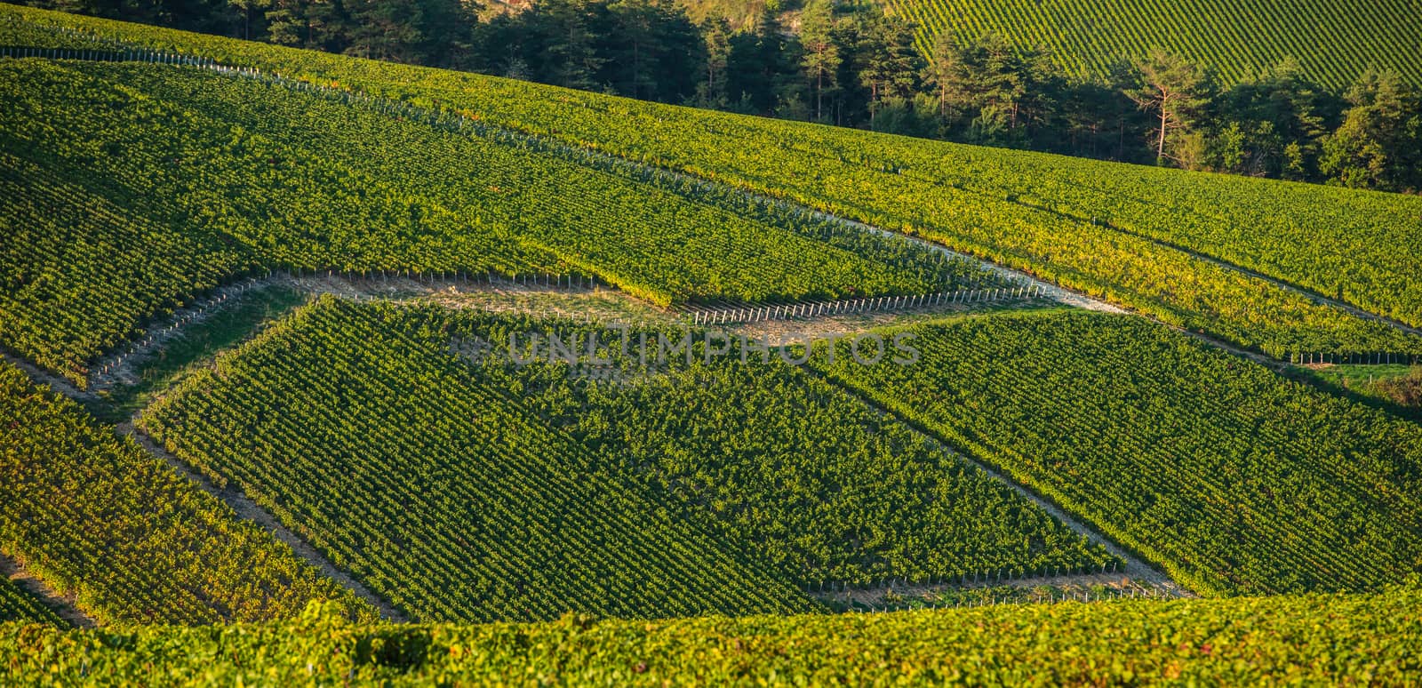 Champagne vineyards in the Cote des Bar area of the Aube department, Champagne-Ardennes, France, Europe