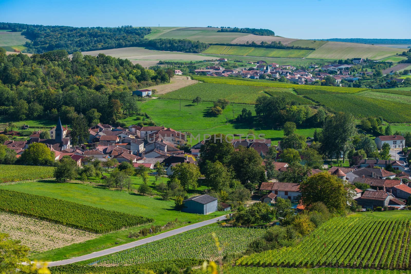 Champagne vineyards in the Cote des Bar area of the Aube department near to Colombe la Fosse, Champagne-Ardennes, France, Europe