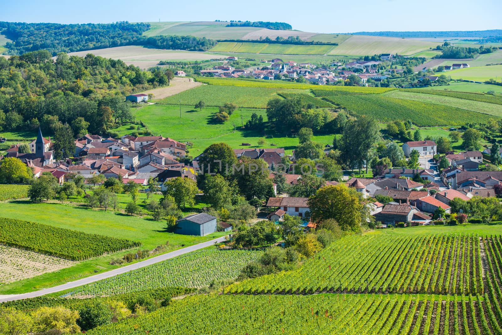 Champagne vineyards in the Cote des Bar area of the Aube department near to Colombe la Fosse, Champagne-Ardennes, France, Europe