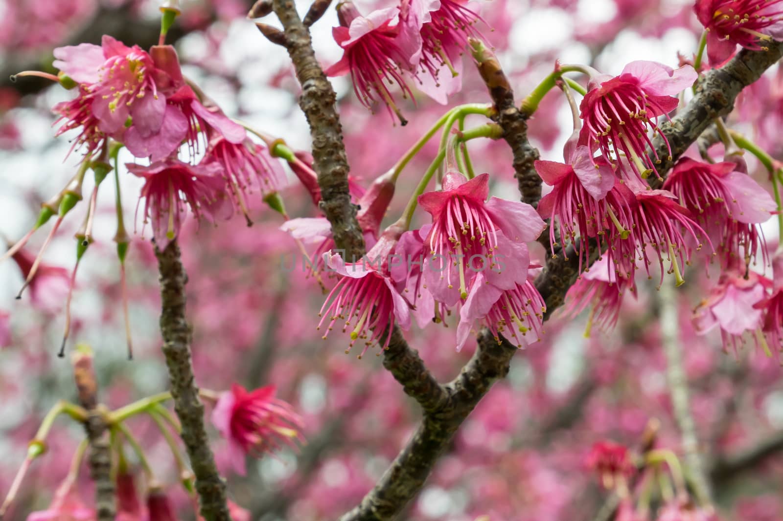 The close up of pink sakura flower branch (cherry blossom).
