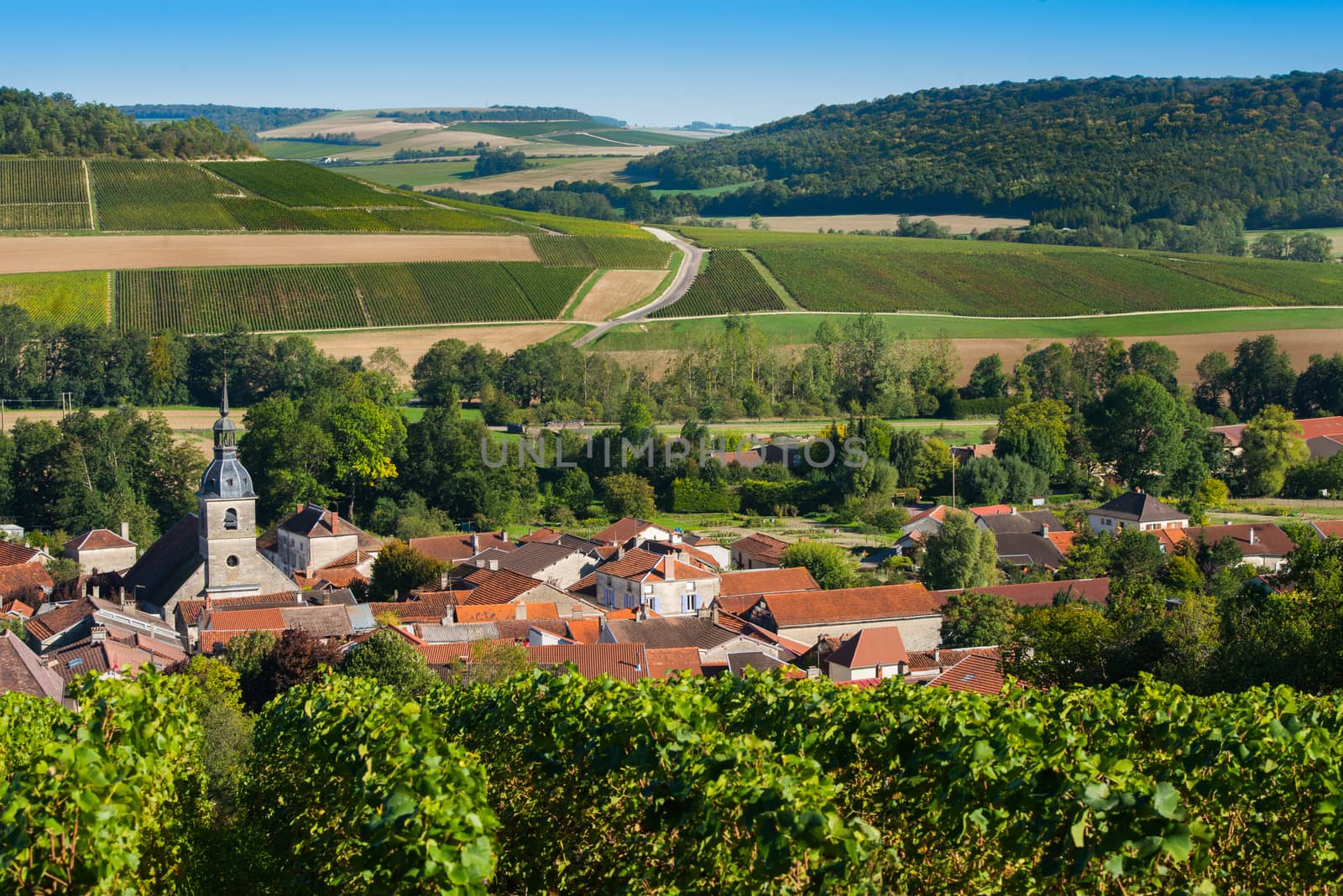 Champagne vineyards in the Cote des Bar area of the Aube department near to Arrentieres, Champagne-Ardennes, France, Europe