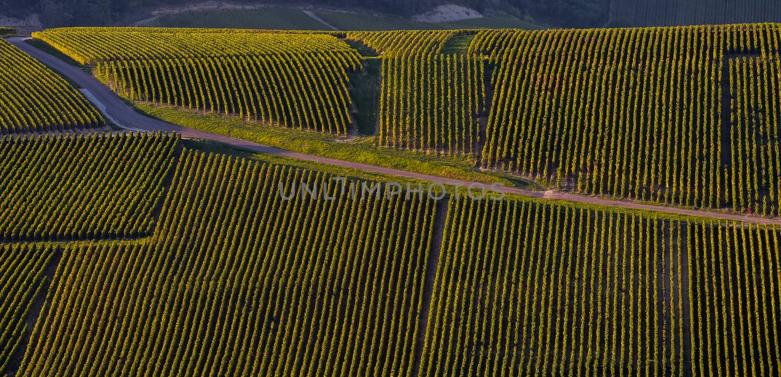 Champagne vineyards in the Cote des Bar area of the Aube department near to Les Riceys, Champagne-Ardennes, France, Europe