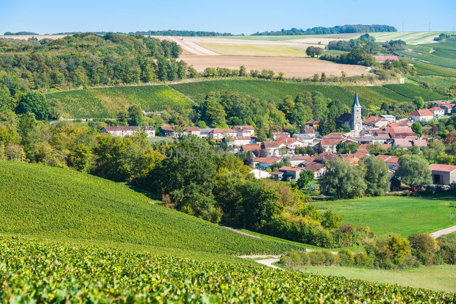 Champagne vineyards in the Cote des Bar area of the Aube department near Rizaucourt-Buchey, Champagne-Ardennes, France, Europe