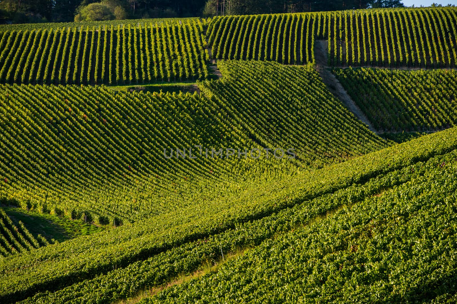 Champagne vineyards in the Cote des Bar area of the Aube department near to Les Riceys, Champagne-Ardennes, France, Europe