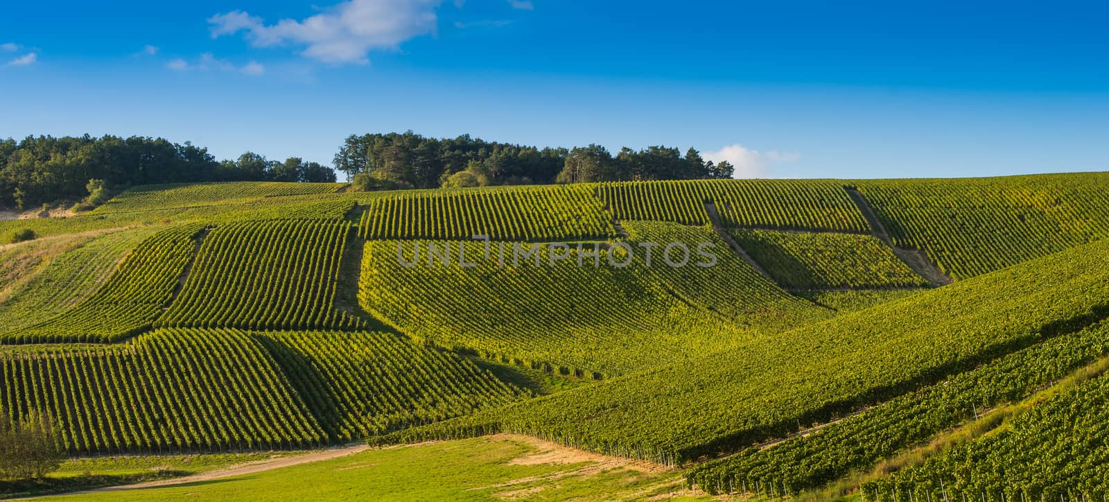 Champagne vineyards in the Cote des Bar area of the Aube department near to Les Riceys, Champagne-Ardennes, France, Europe