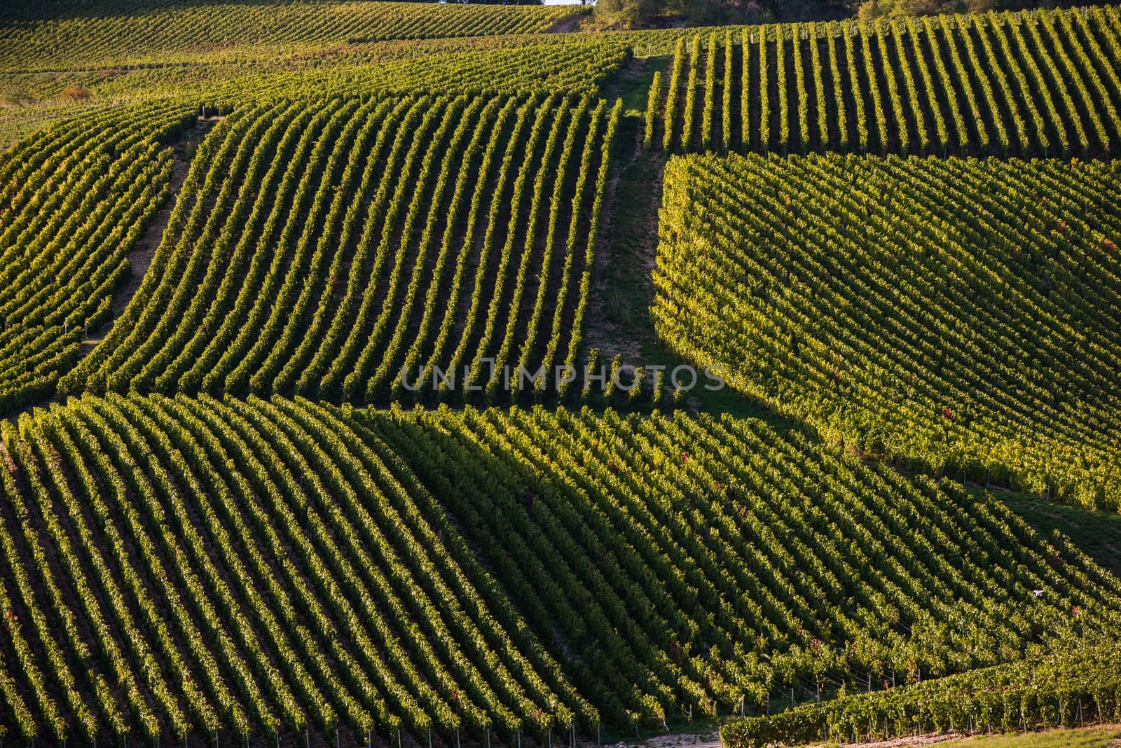 Champagne vineyards in the Cote des Bar area of the Aube department, Champagne-Ardennes, France, Europe