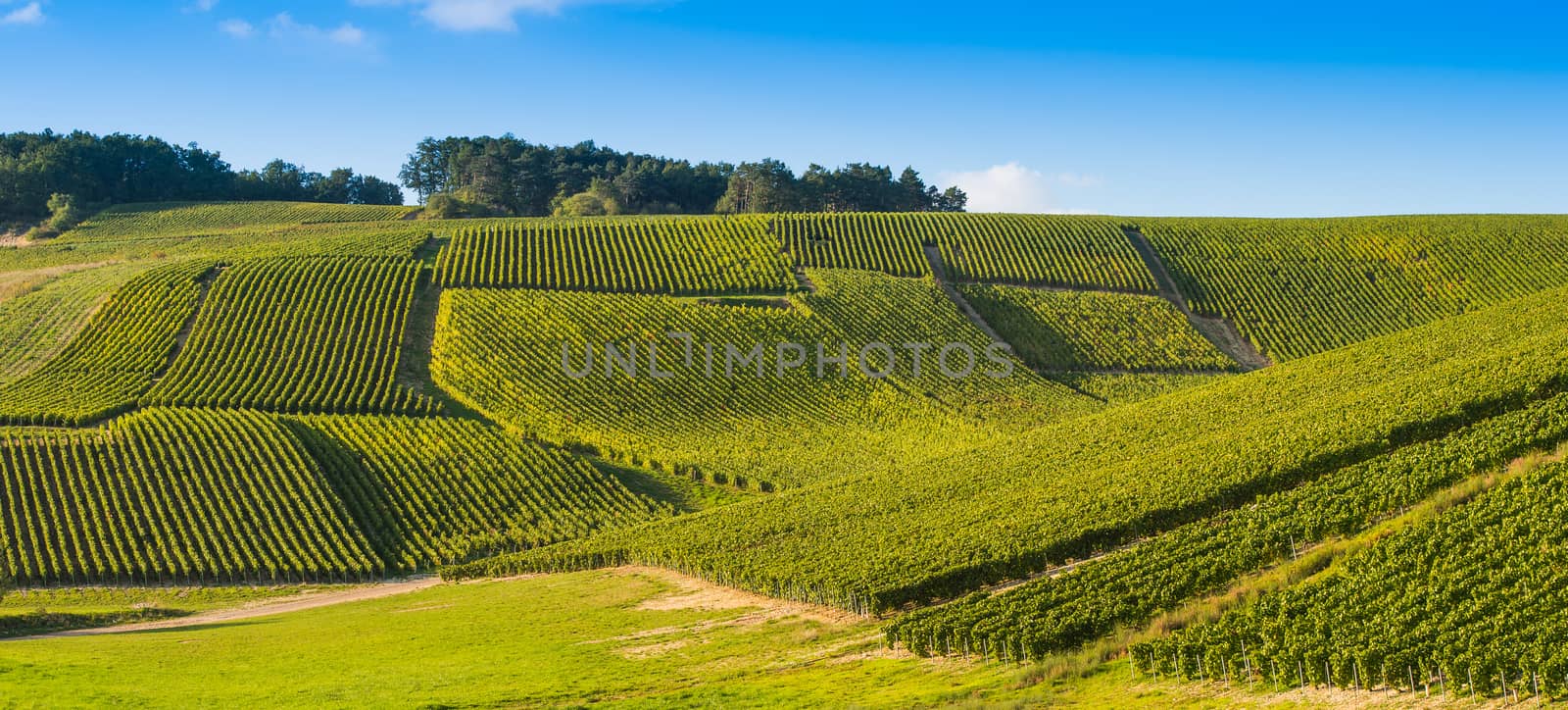 Champagne vineyards in the Cote des Bar area of the Aube department near to Les Riceys, Champagne-Ardennes, France, Europe