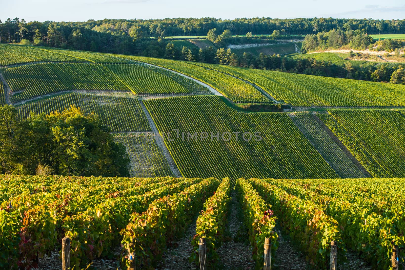 Champagne vineyards in the Cote des Bar area of the Aube department, Champagne-Ardennes, France, Europe