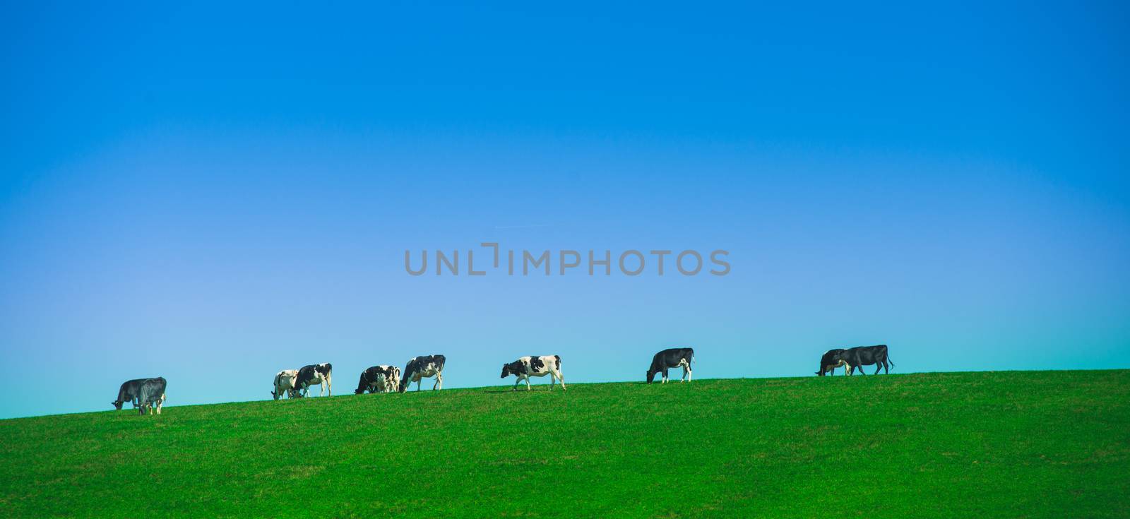 Grazing cows in a pasture by FreeProd