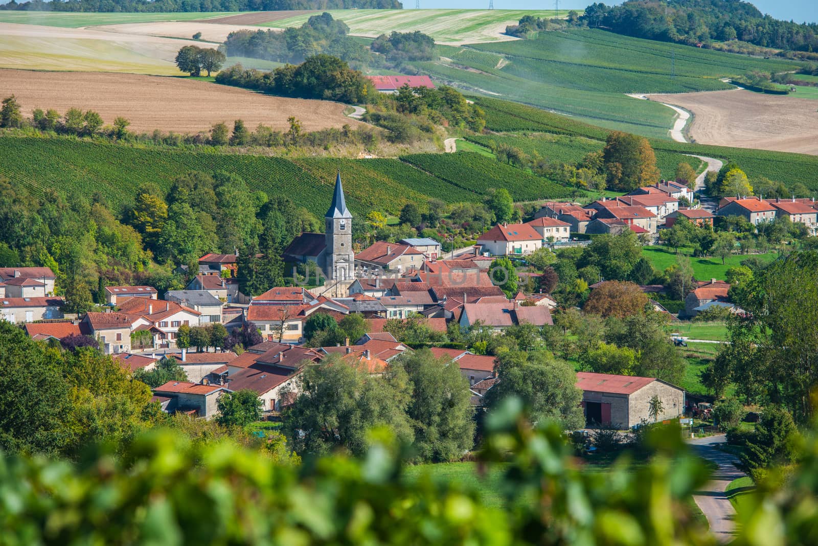 Champagne vineyards in the Cote des Bar area of the Aube department near Rizaucourt-Buchey, Champagne-Ardennes, France, Europe