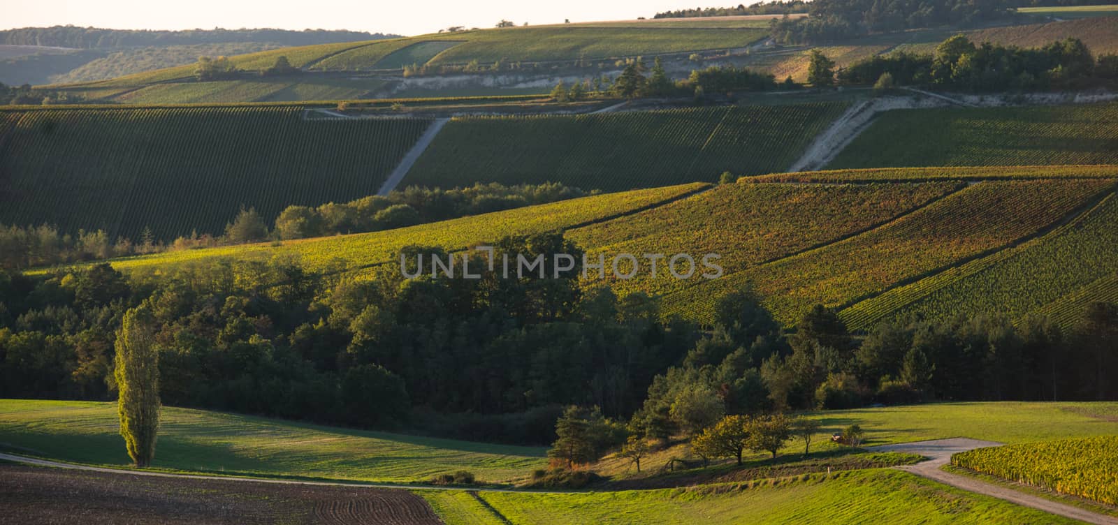 Champagne vineyards in the Cote des Bar area of the Aube department near to Baroville, Champagne-Ardennes, France, Europe