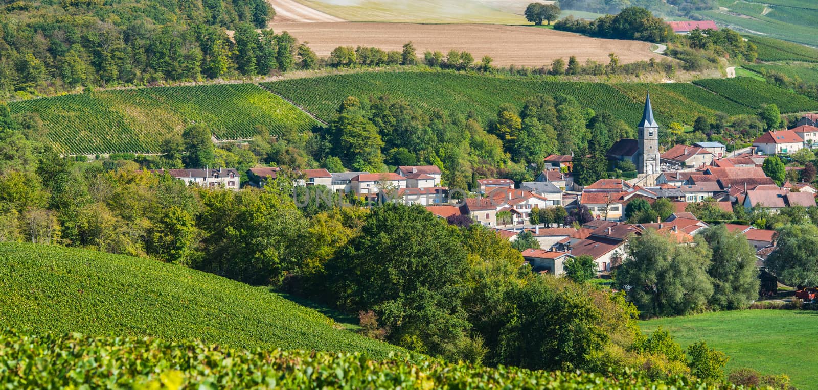 Champagne vineyards in the Cote des Bar area of the Aube department near Rizaucourt-Buchey, Champagne-Ardennes, France, Europe