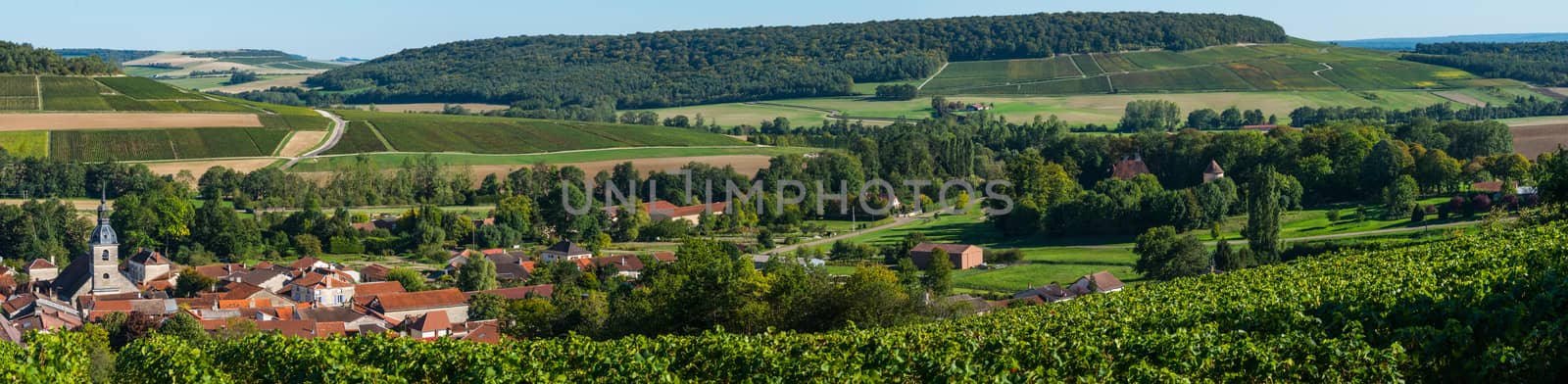 Champagne vineyards in the Cote des Bar area of the Aube department near to Arrentières, Champagne-Ardennes, France, Europe