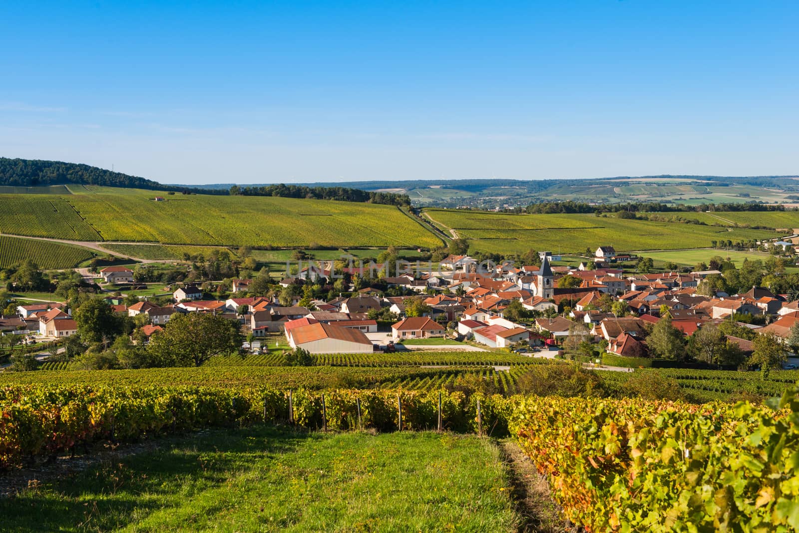 Champagne vineyards in the Cote des Bar area of the Aube department near to Baroville, Champagne-Ardennes, France, Europe