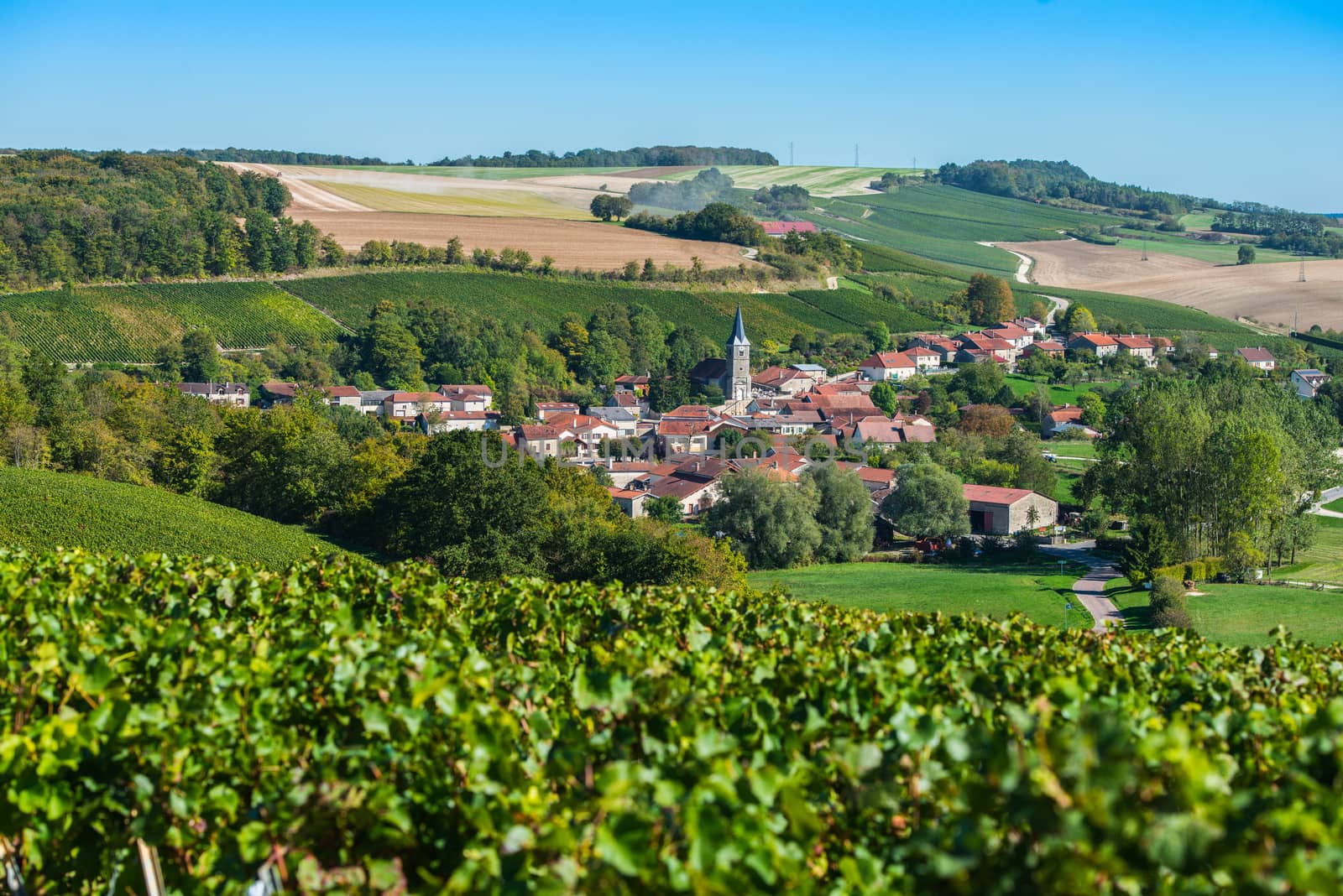 Champagne vineyards in the Cote des Bar area of the Aube department near Rizaucourt-Buchey, Champagne-Ardennes, France, Europe
